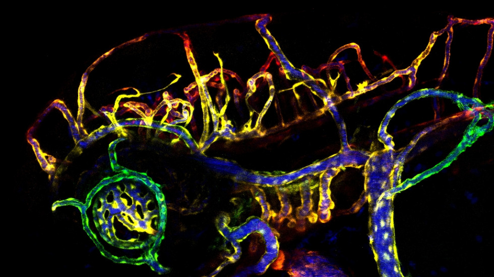 Somewhere Over the Rainbow by Katrina Albro