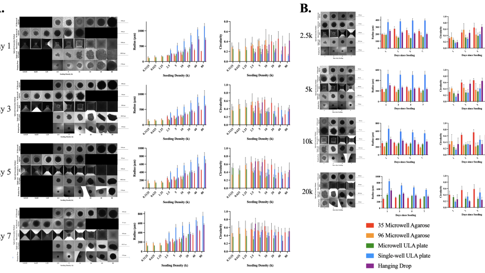 Human Liver Cancer Cell Spheroids across more timepoints (A) and seeding densities (B) by Sarah Planchak